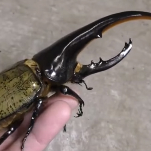 Web Draait Door: metamorfose van de Herculeskever