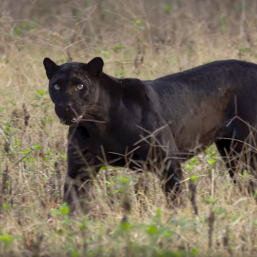 Web Draait Door: Wild Karnataka