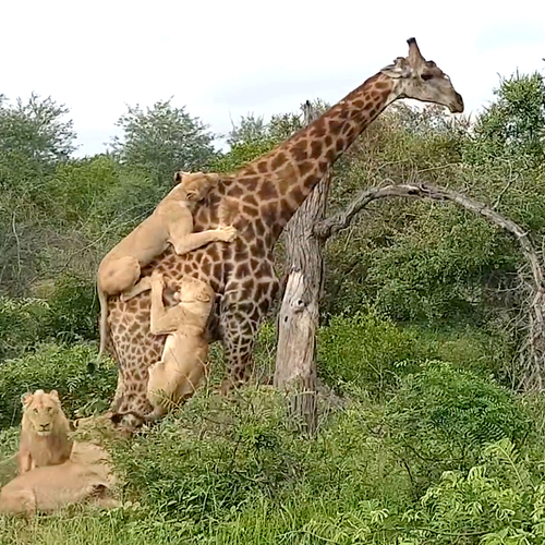 Web Draait Door: Giraffe geeft geen kik