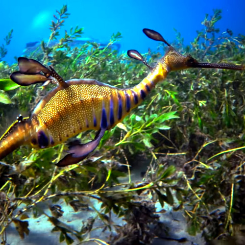 Web Draait Door: BBC Blue Planet II