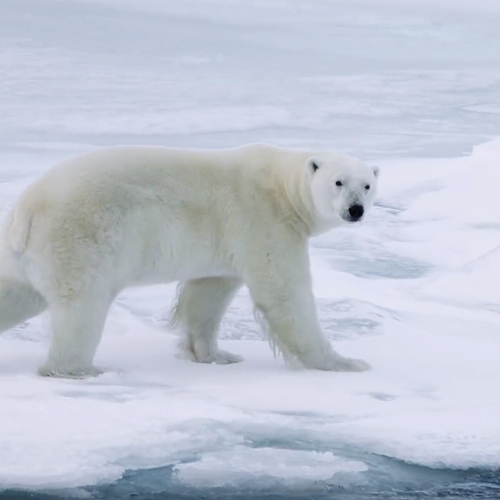 Web Draait Door: ARCTIC