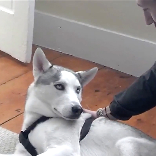 Web Draait Door: Hond doet zo dramatisch