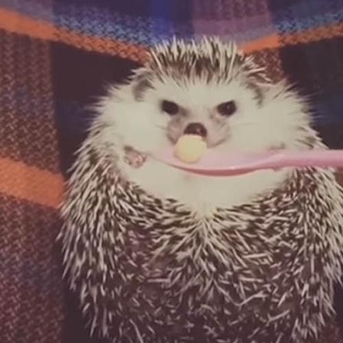 Web draait Door: Ahhhh... lief!