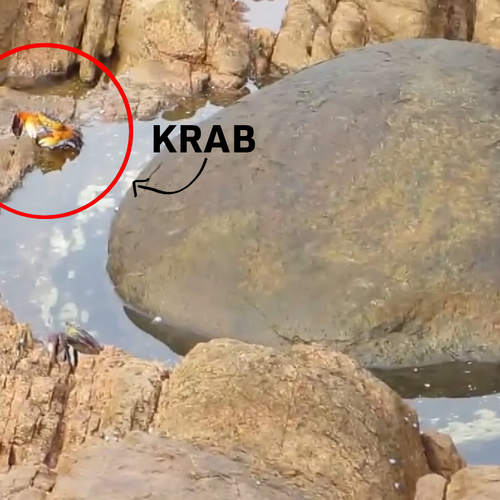 Web Draait Door: Octupus vs. Krab