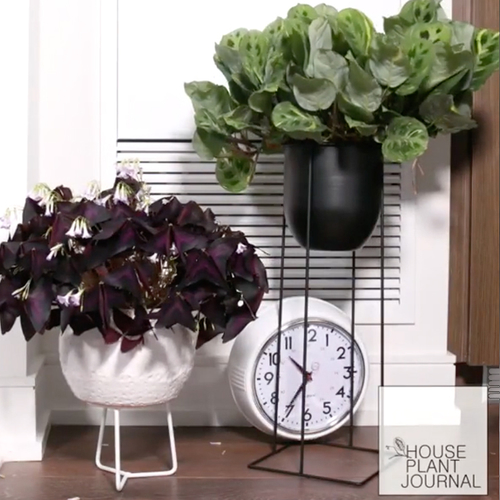 Web Draait Door: planten komen écht tot leven