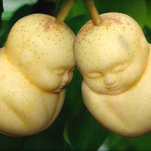 Web Draait Door: vreemd gevormd fruit