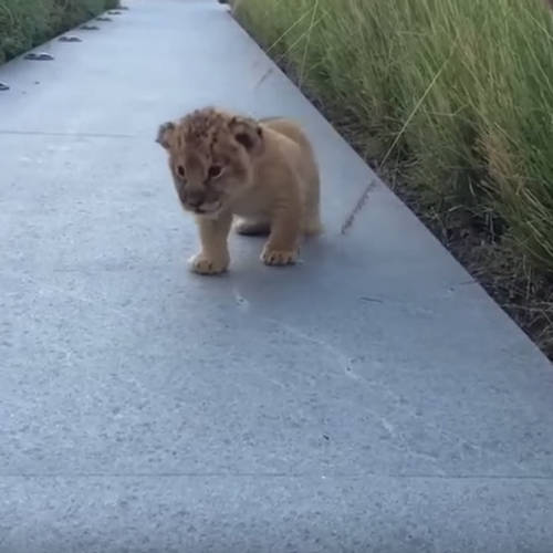 Web Draait Door: babyleeuwtje