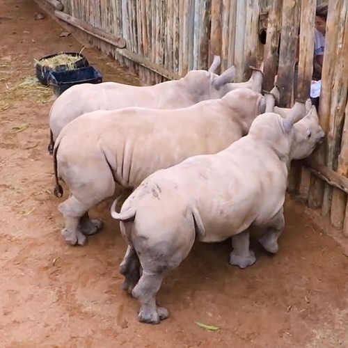 Web Draait Door: huilende babyneushoorns