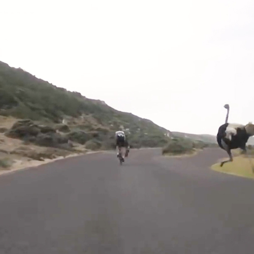 Web Draait Door: struisvogel terroriseert wielrenners