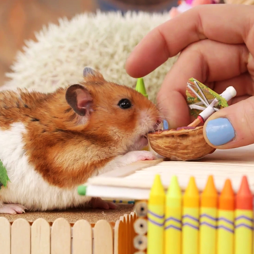 Web Draait Door: Hamster Tiki feestje