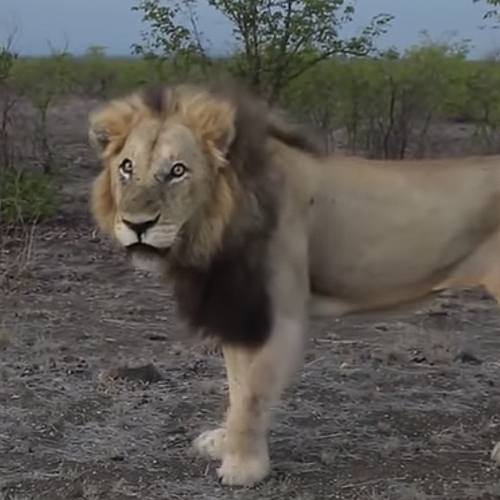 Web Draait Door: Je Moet Geen Leeuw Plagen