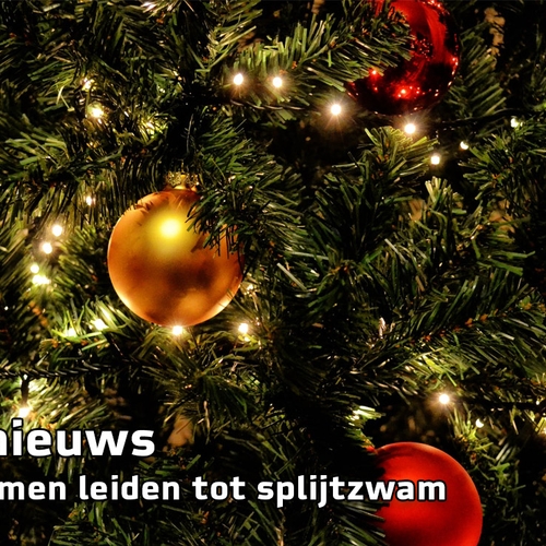 Niks Nieuws: kerstbomen leiden tot splijtzwam