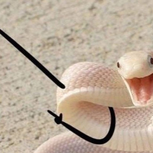 Web Draait Door: slangen met handjes