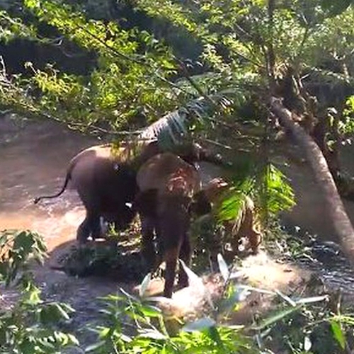 Web Draait Door: Familie olifanten dankt redders van hun baby olifant