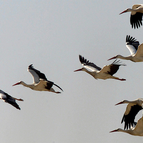 Hoe weten trekvogels wanneer ze moeten vertrekken?