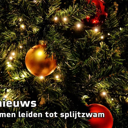 Afbeelding van Niks Nieuws: kerstbomen leiden tot splijtzwam